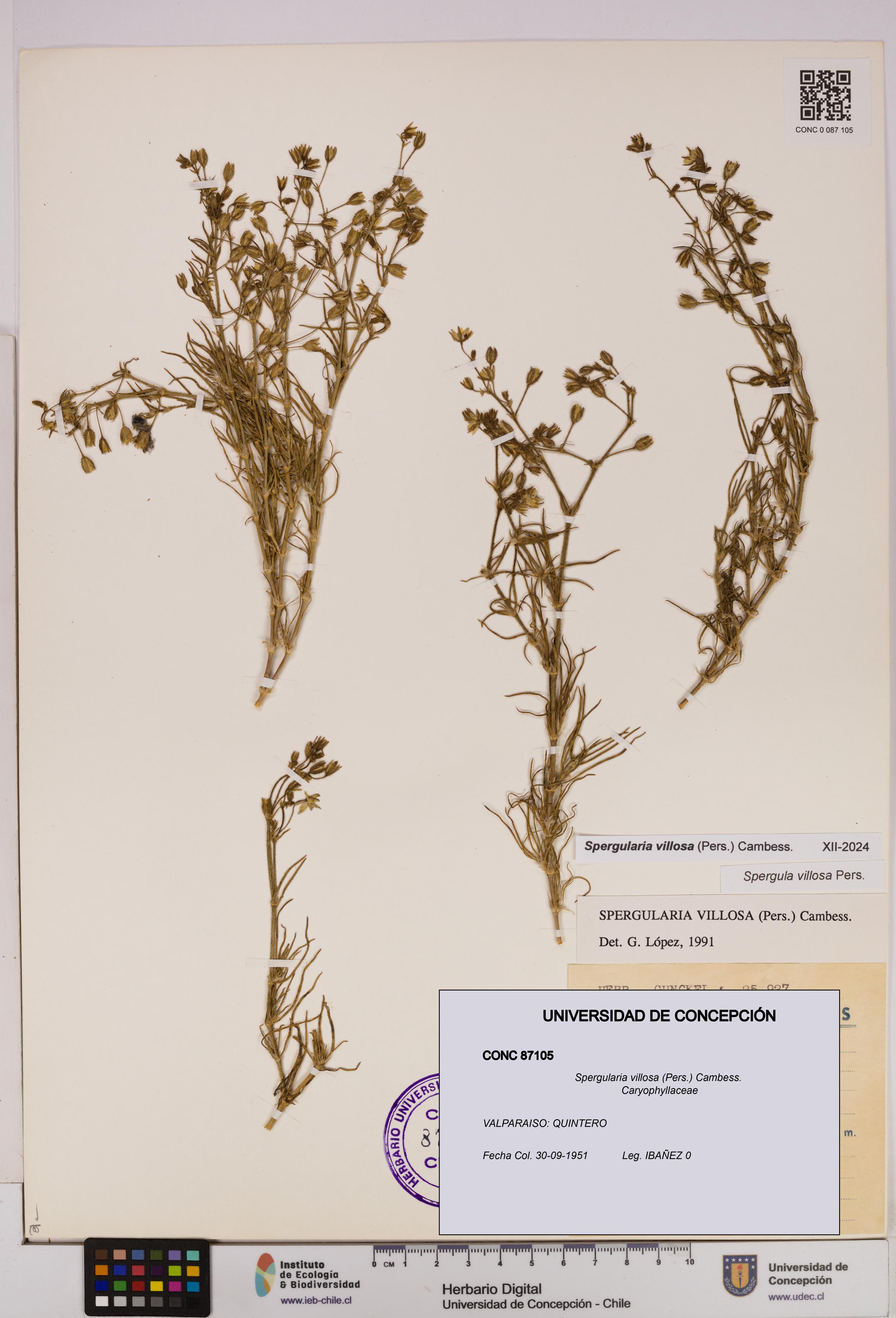 Spergularia villosa [Espécimen: UDEC:CONC:0087105]