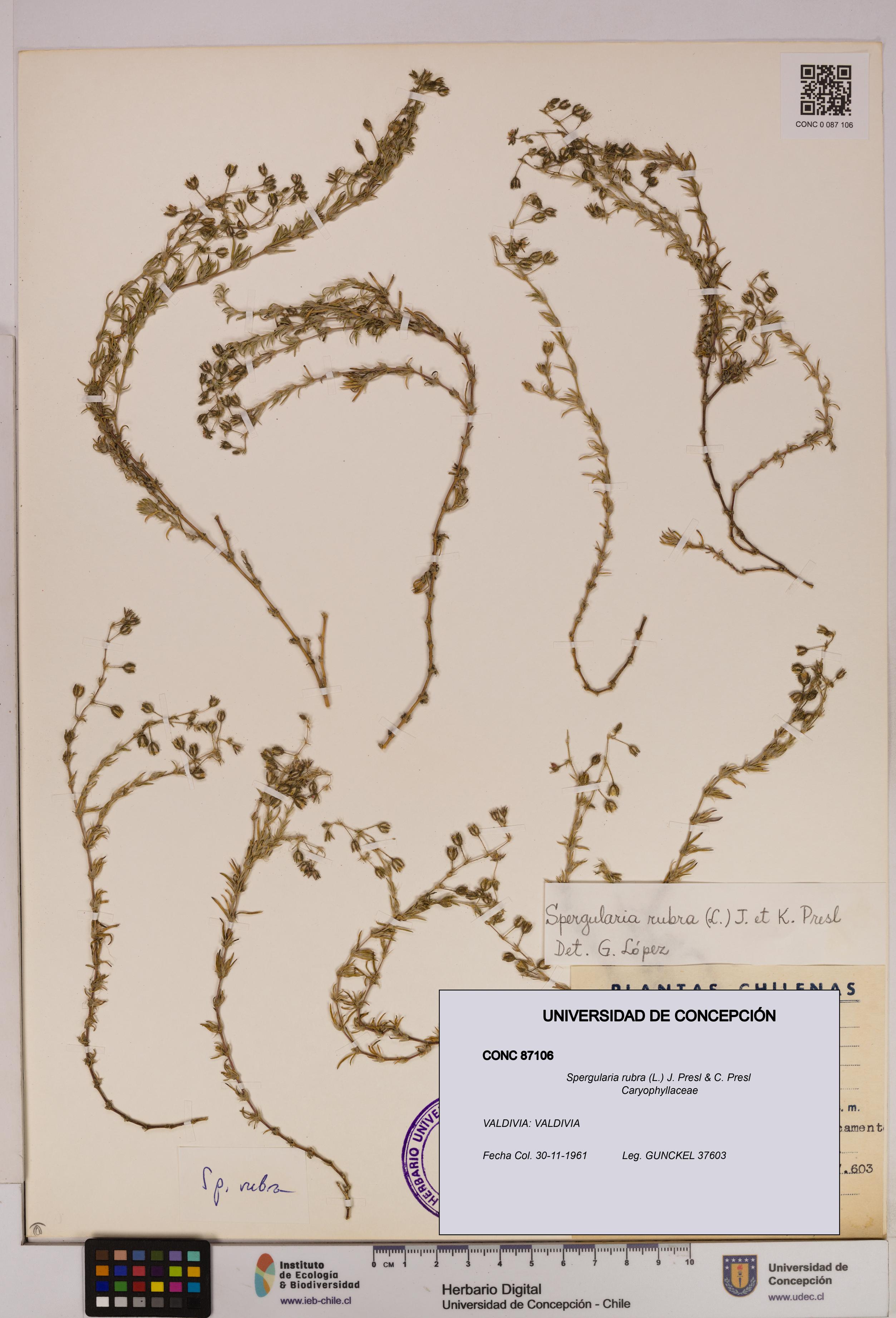 Spergularia rubra [Espécimen: UDEC:CONC:0087106]