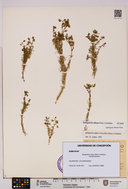 Spergularia villosa [Espécimen: UDEC:CONC:0087107]