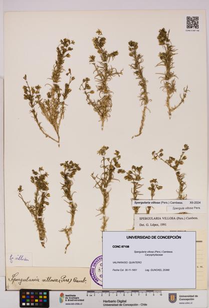 Spergularia villosa [Espécimen: UDEC:CONC:0087108]