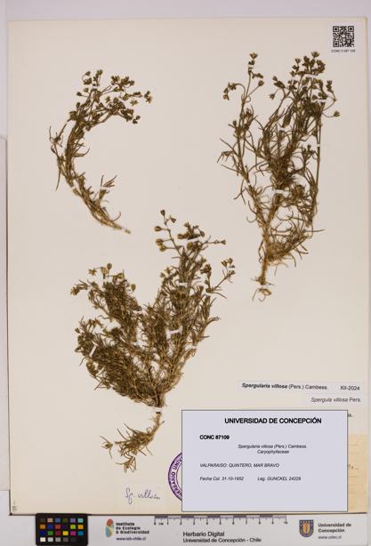Spergularia villosa [Espécimen: UDEC:CONC:0087109]
