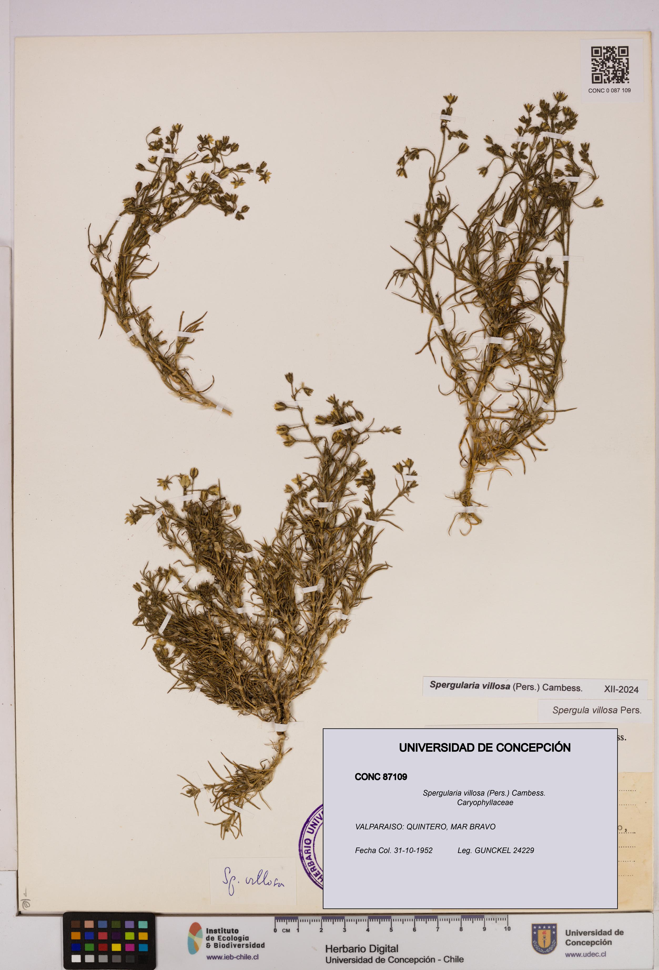 Spergularia villosa [Espécimen: UDEC:CONC:0087109]