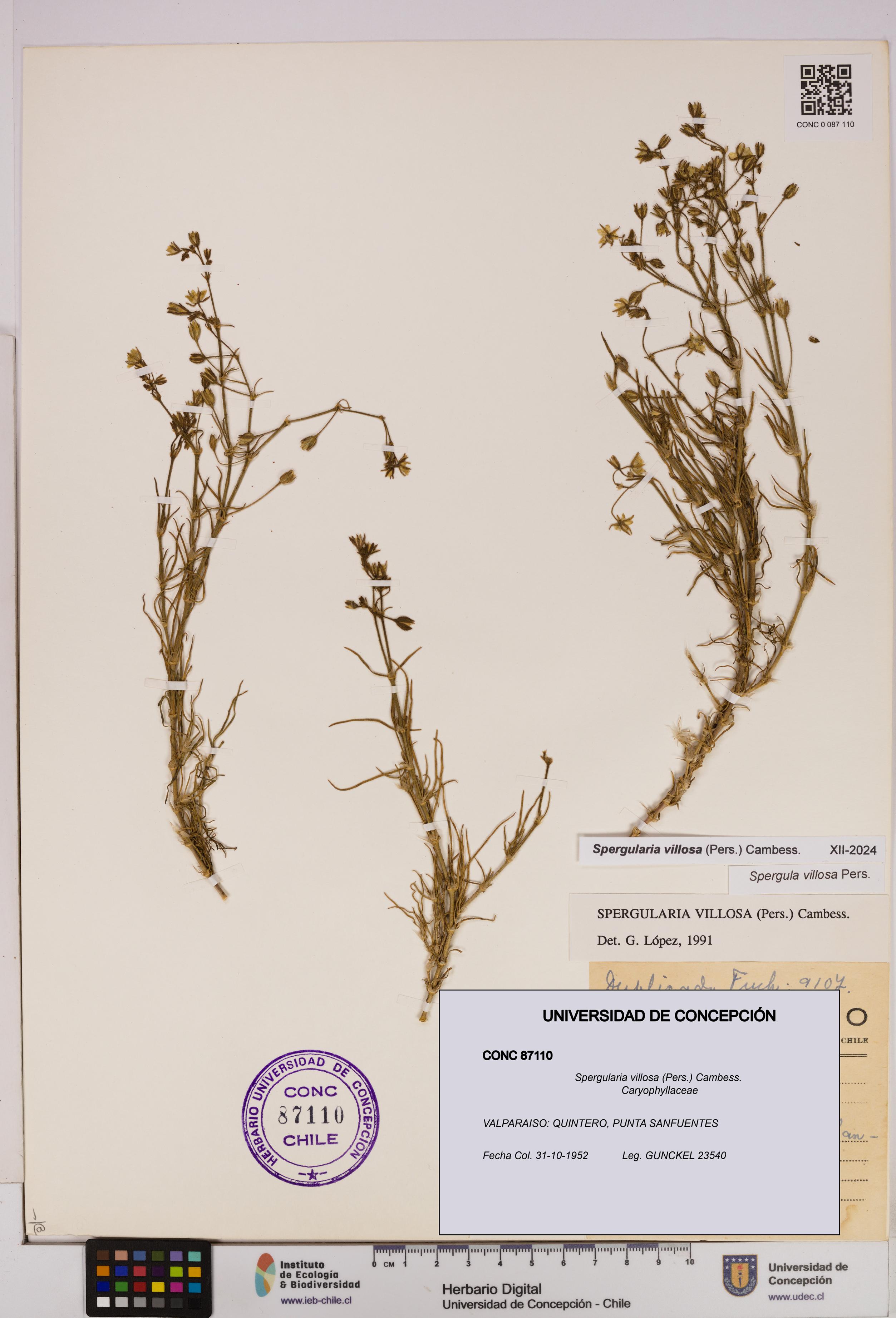 Spergularia villosa [Espécimen: UDEC:CONC:0087110]