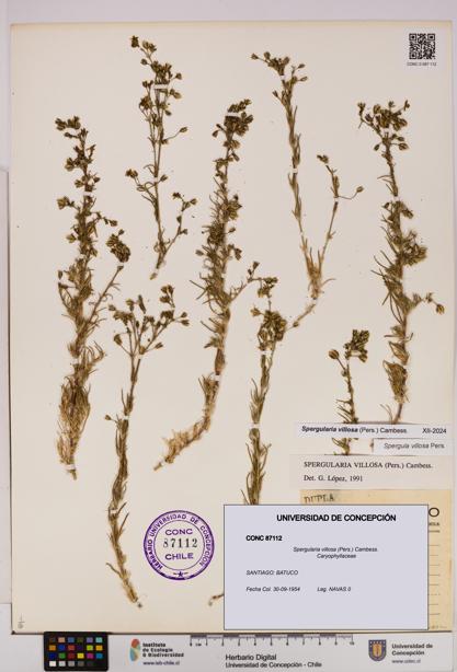 Spergularia villosa [Espécimen: UDEC:CONC:0087112]