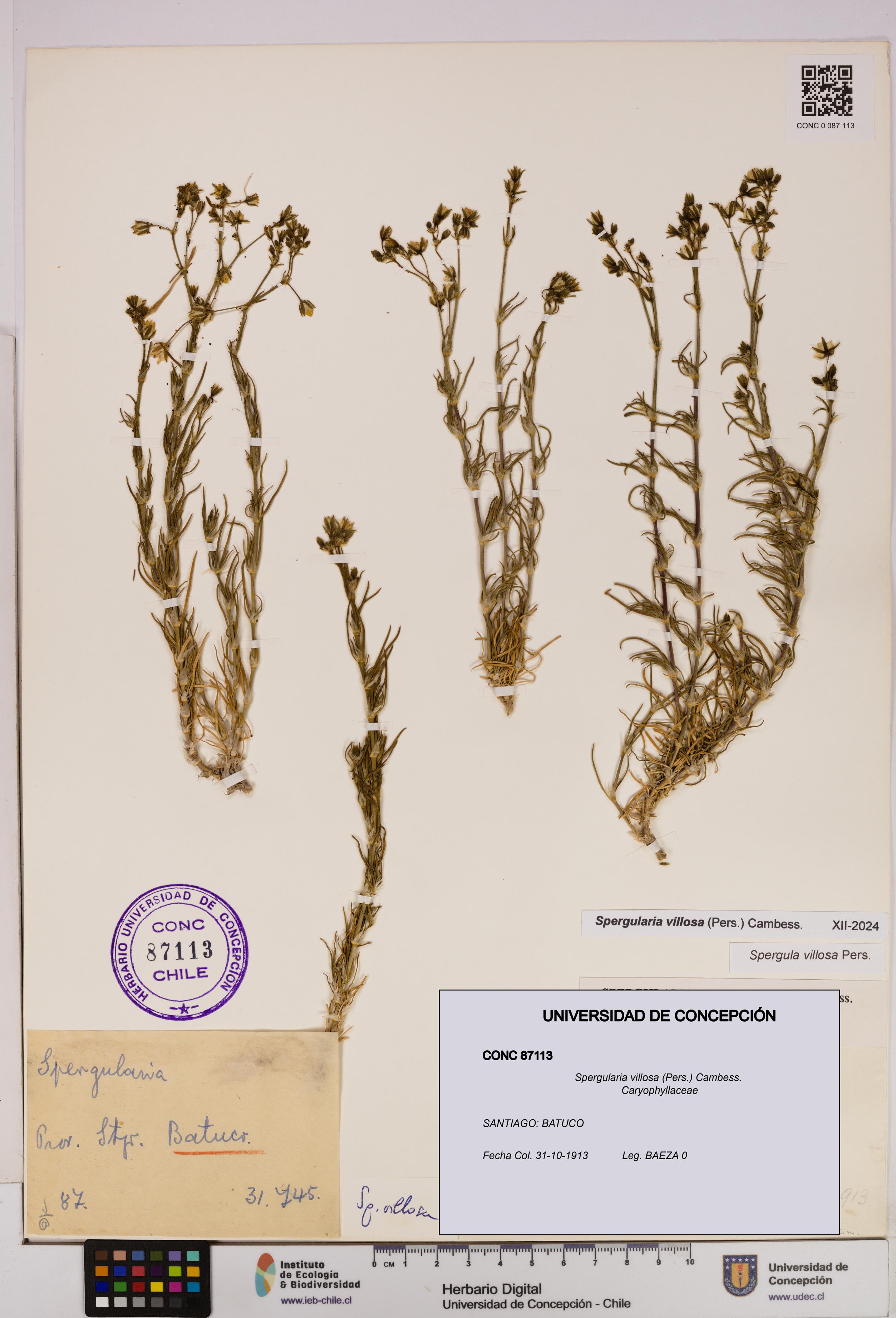 Spergularia villosa [Espécimen: UDEC:CONC:0087113]