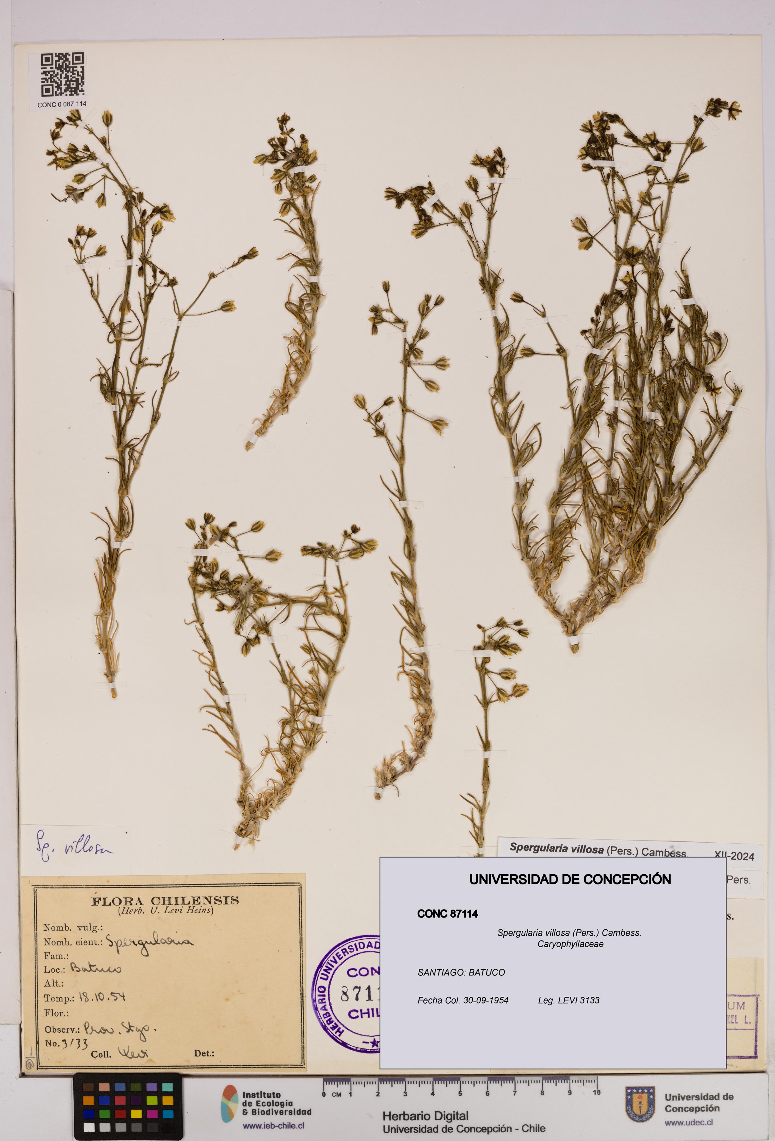Spergularia villosa [Espécimen: UDEC:CONC:0087114]