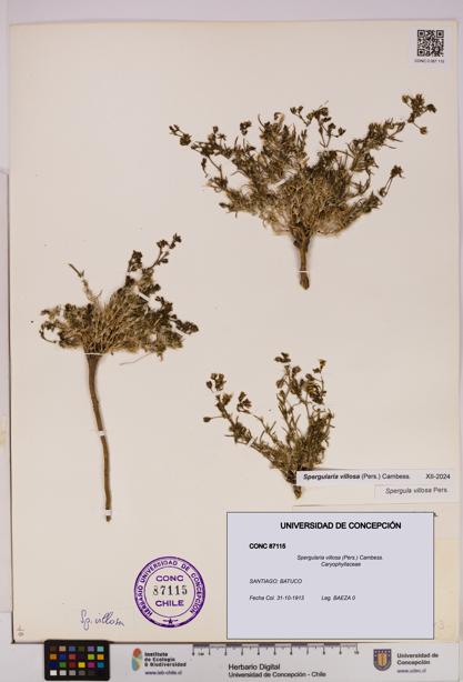 Spergularia villosa [Espécimen: UDEC:CONC:0087115]