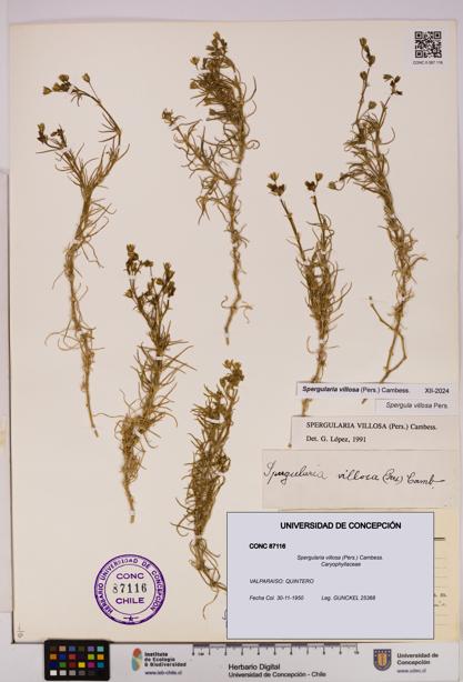 Spergularia villosa [Espécimen: UDEC:CONC:0087116]