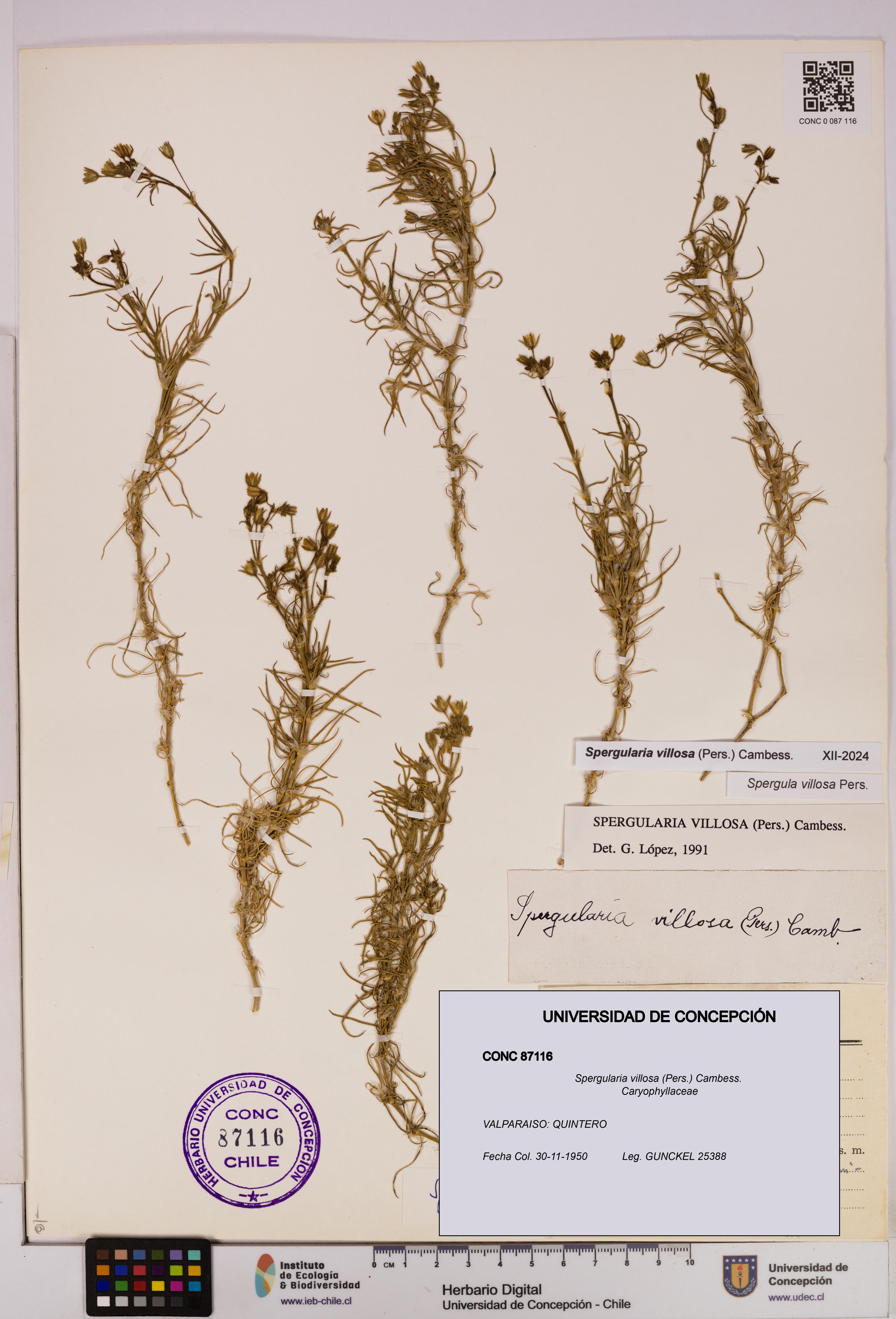 Spergularia villosa [Espécimen: UDEC:CONC:0087116]