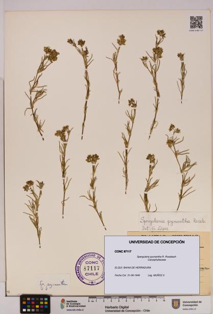 Spergularia pycnantha [Espécimen: UDEC:CONC:0087117]
