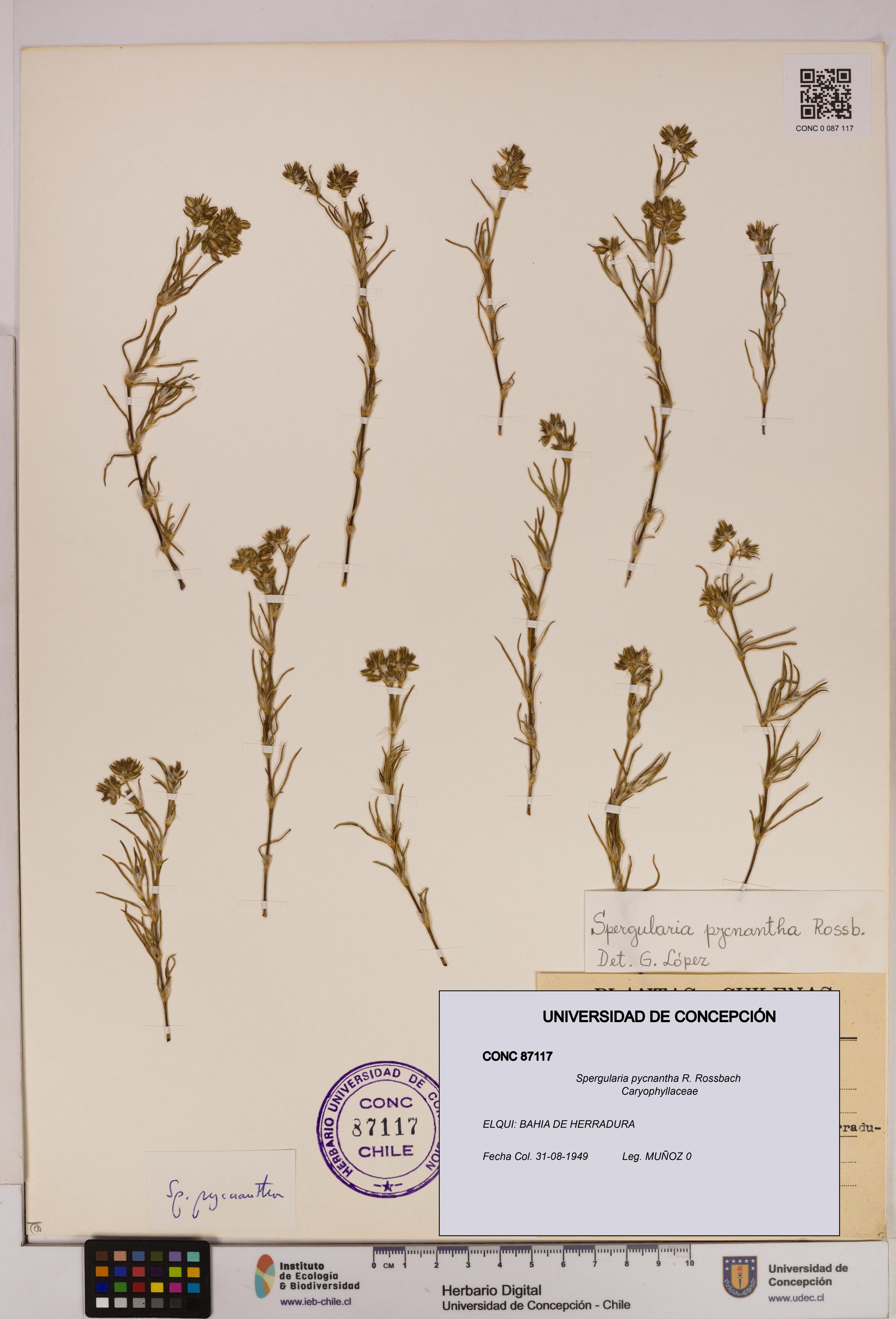 Spergularia pycnantha [Espécimen: UDEC:CONC:0087117]