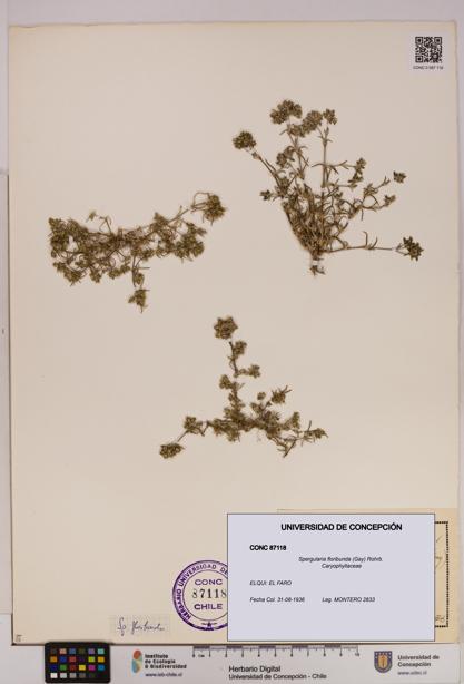 Spergularia floribunda [Espécimen: UDEC:CONC:0087118]