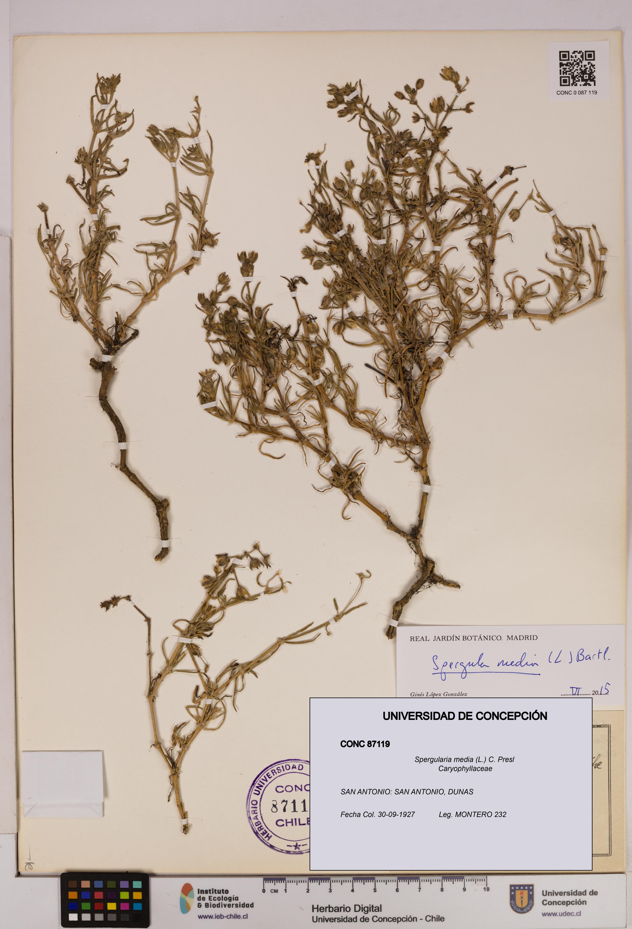 Spergularia media [Espécimen: UDEC:CONC:0087119]