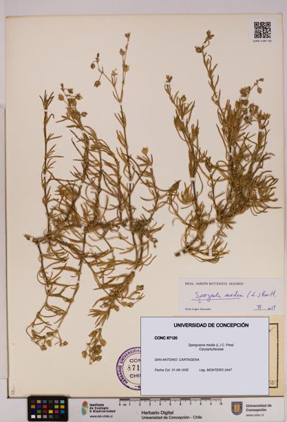 Spergularia media [Espécimen: UDEC:CONC:0087120]