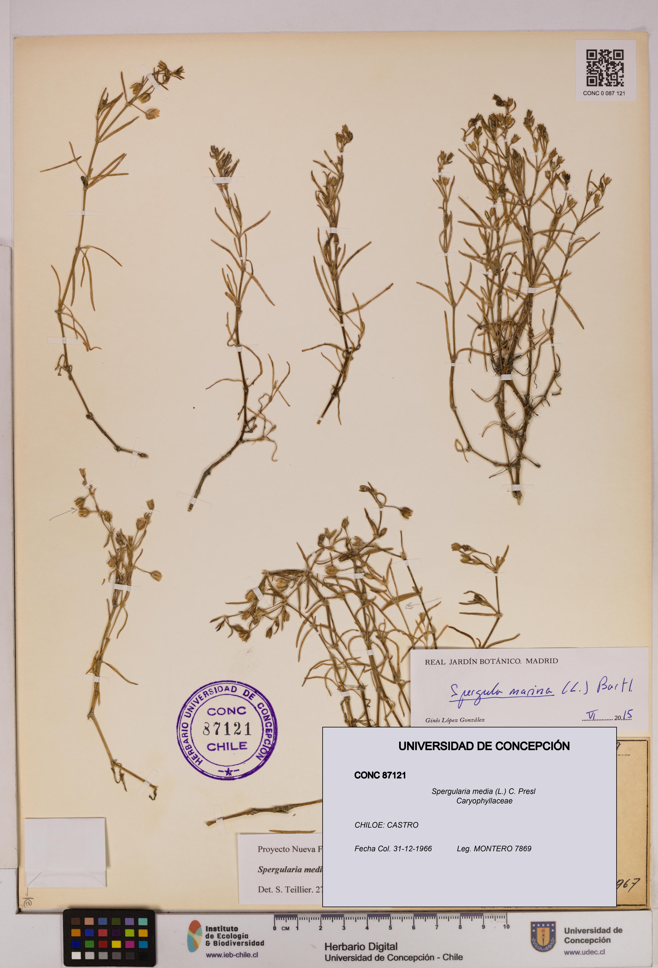 Spergularia media [Espécimen: UDEC:CONC:0087121]