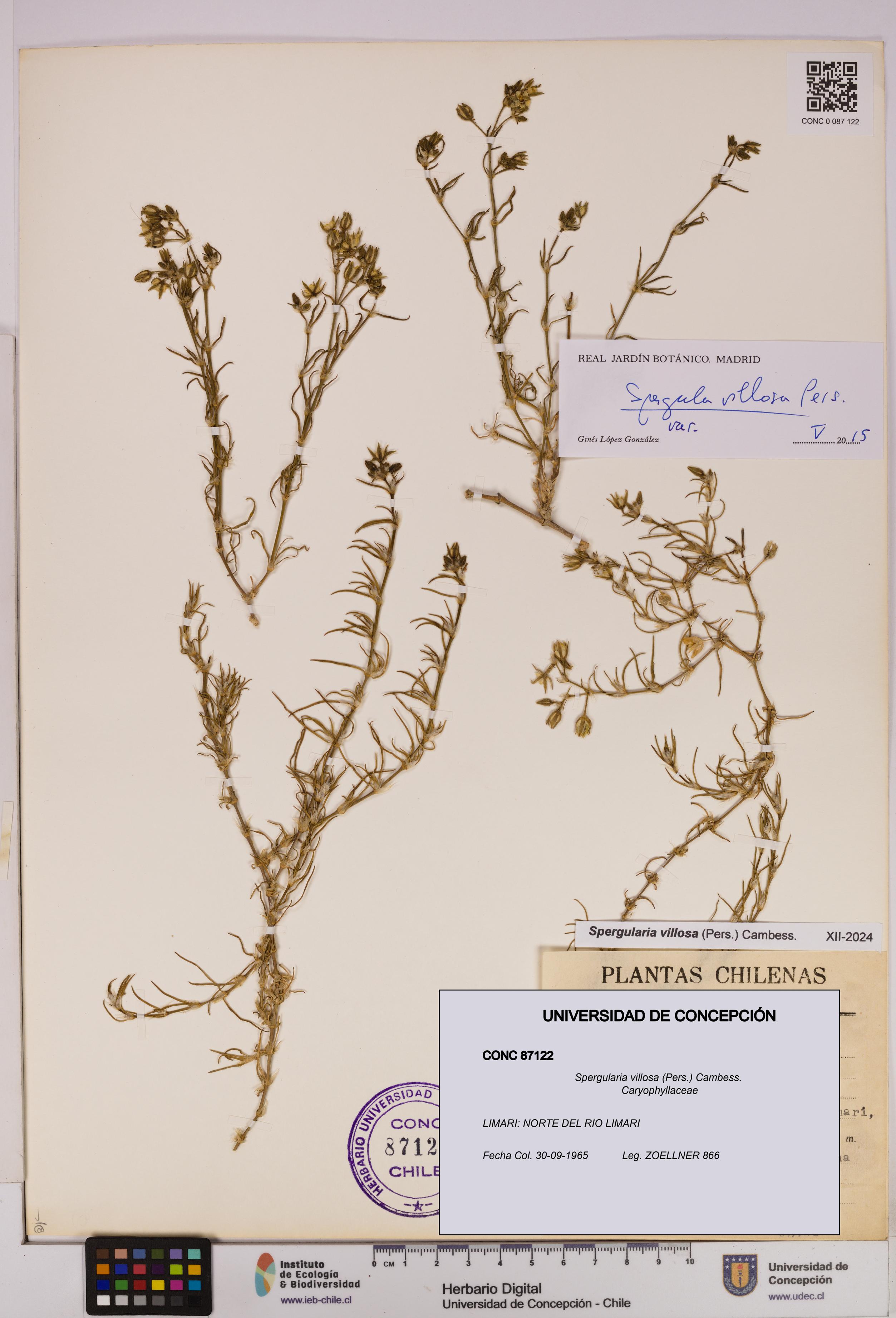 Spergularia villosa [Espécimen: UDEC:CONC:0087122]
