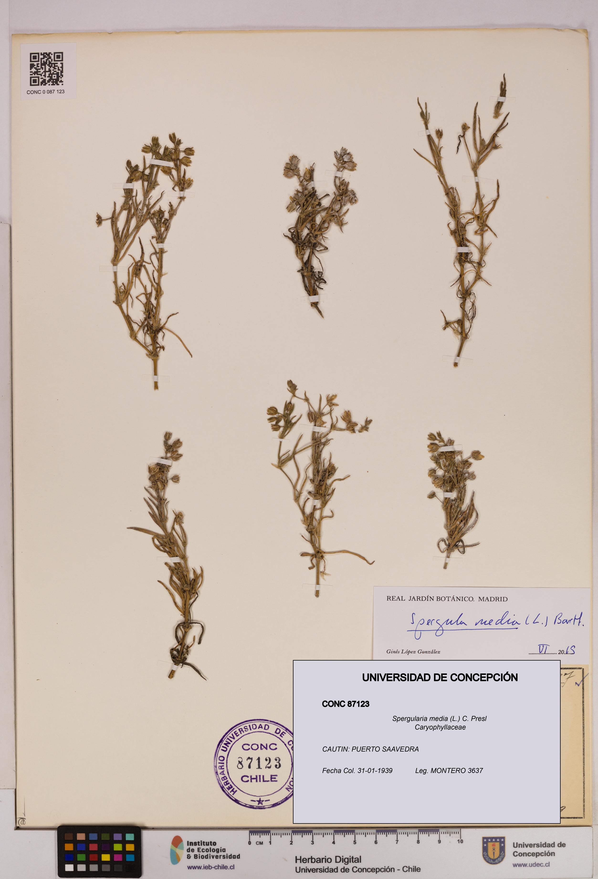 Spergularia media [Espécimen: UDEC:CONC:0087123]