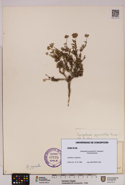 Spergularia pycnantha [Espécimen: UDEC:CONC:0087125]