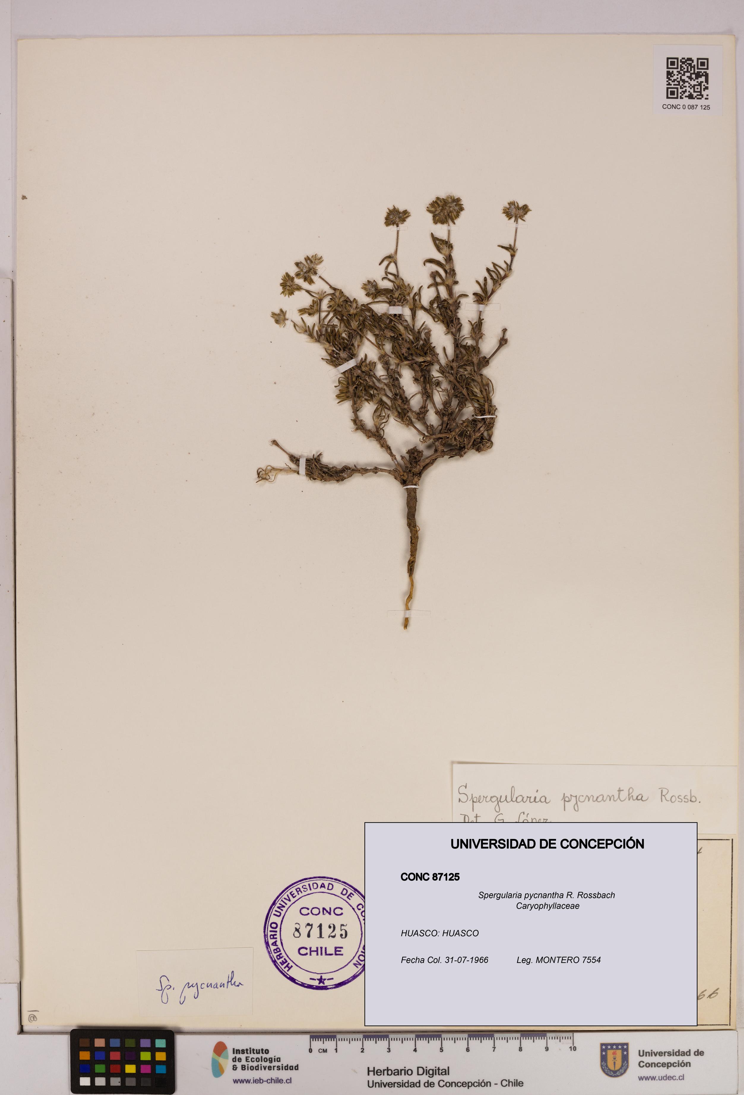 Spergularia pycnantha [Espécimen: UDEC:CONC:0087125]