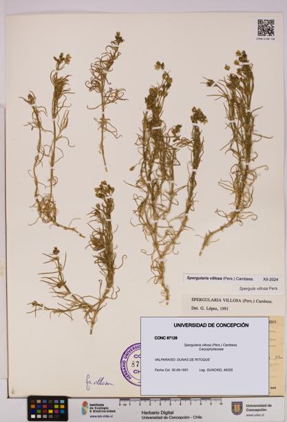 Spergularia villosa [Espécimen: UDEC:CONC:0087128]