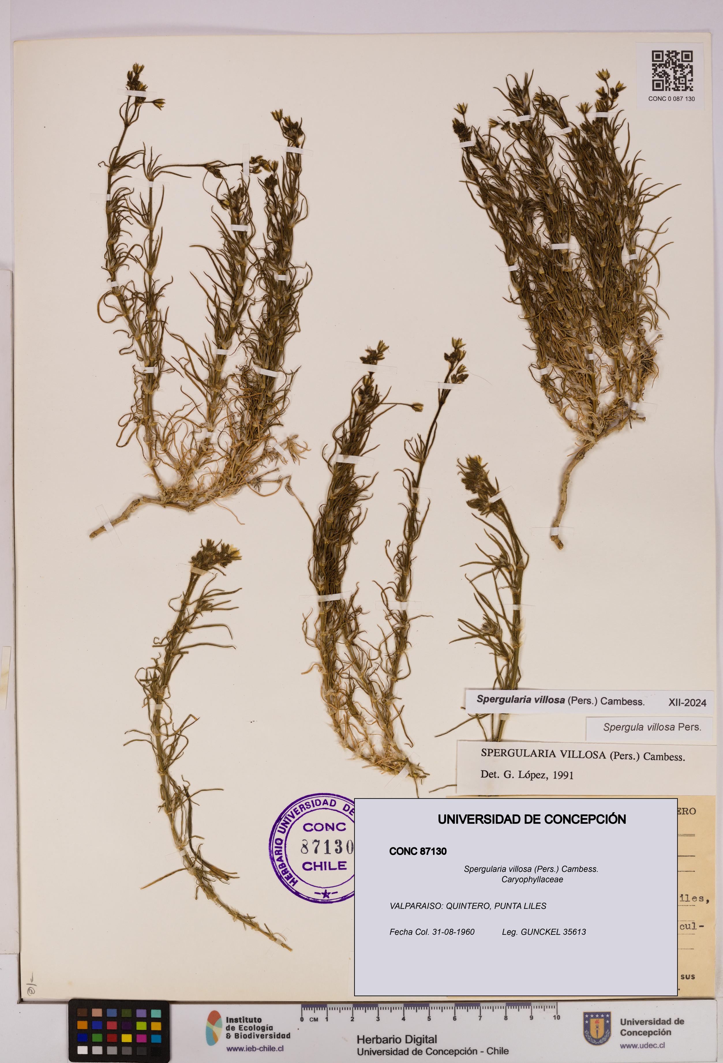 Spergularia villosa [Espécimen: UDEC:CONC:0087130]