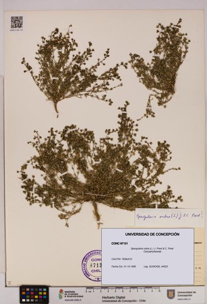 Spergularia rubra [Espécimen: UDEC:CONC:0087131]