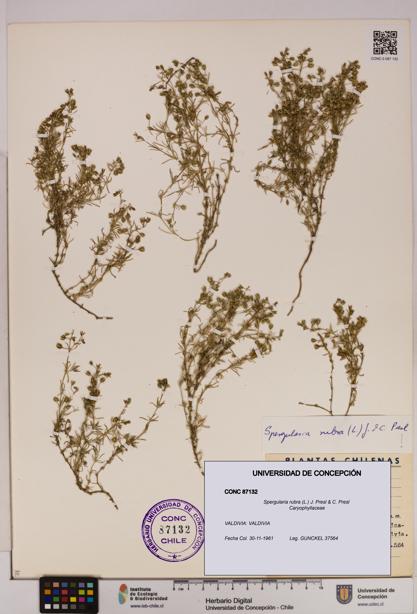 Spergularia rubra [Espécimen: UDEC:CONC:0087132]