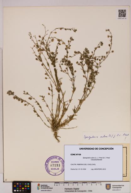 Spergularia rubra [Espécimen: UDEC:CONC:0087133]