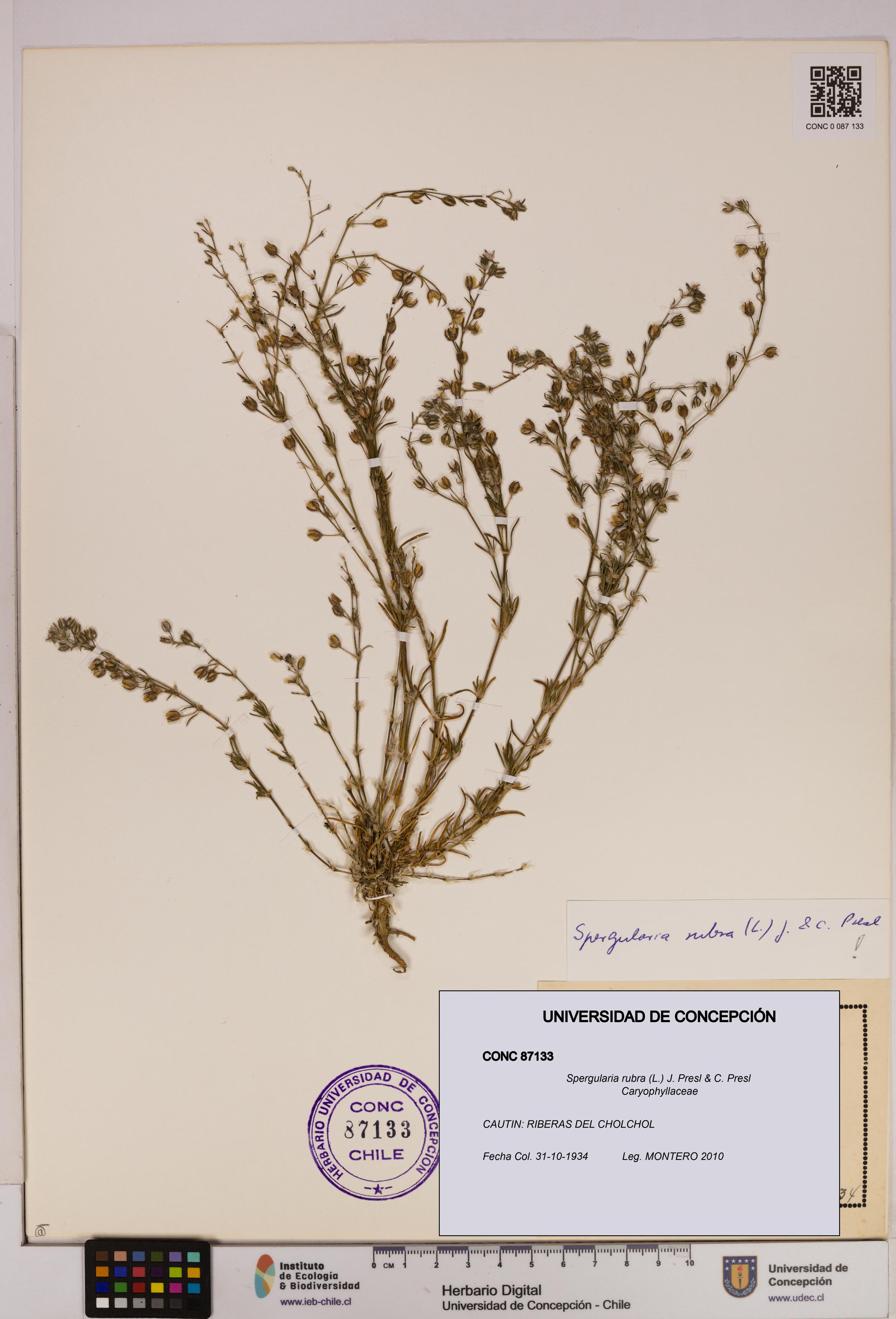 Spergularia rubra [Espécimen: UDEC:CONC:0087133]