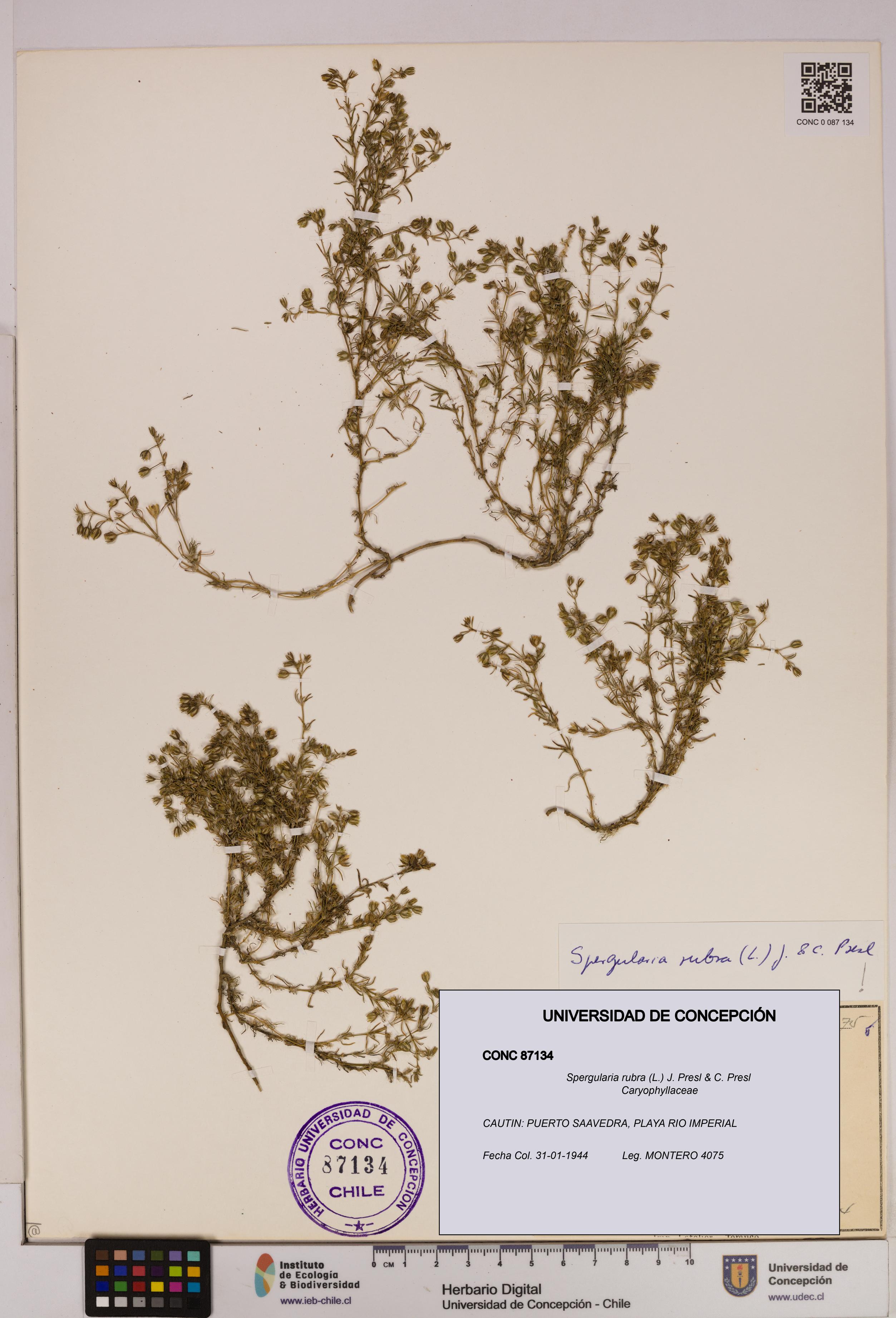 Spergularia rubra [Espécimen: UDEC:CONC:0087134]