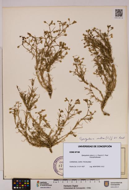 Spergularia rubra [Espécimen: UDEC:CONC:0087135]