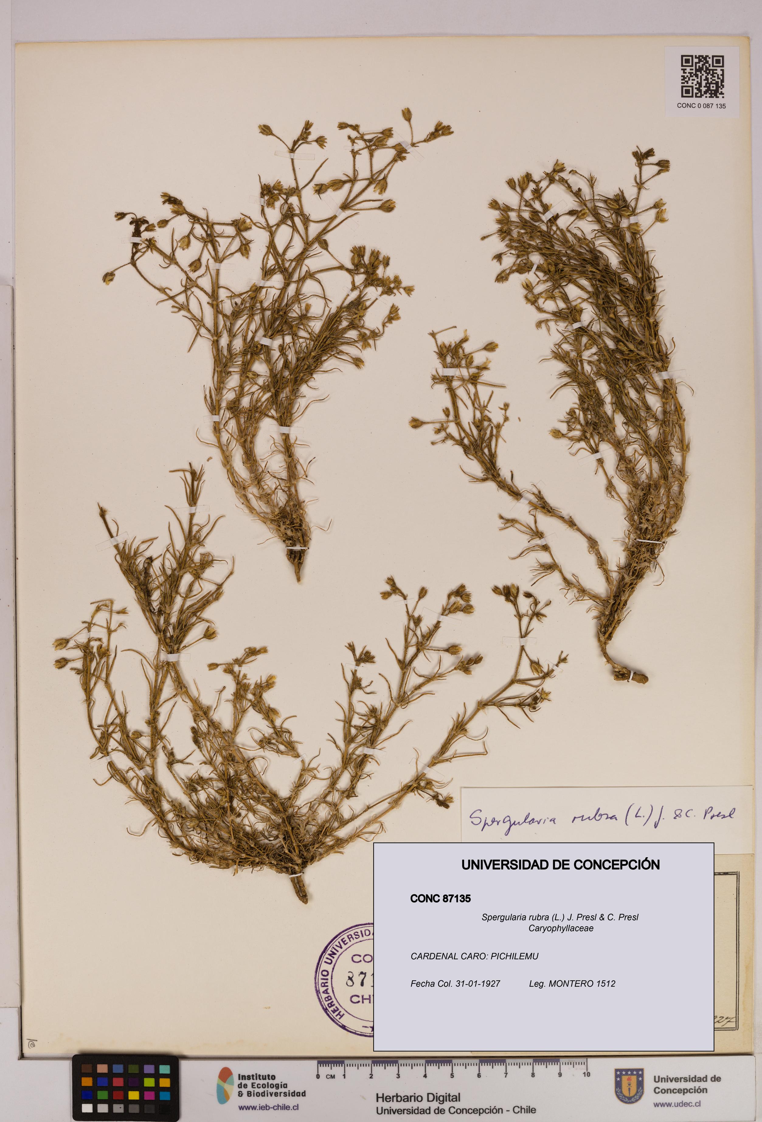 Spergularia rubra [Espécimen: UDEC:CONC:0087135]