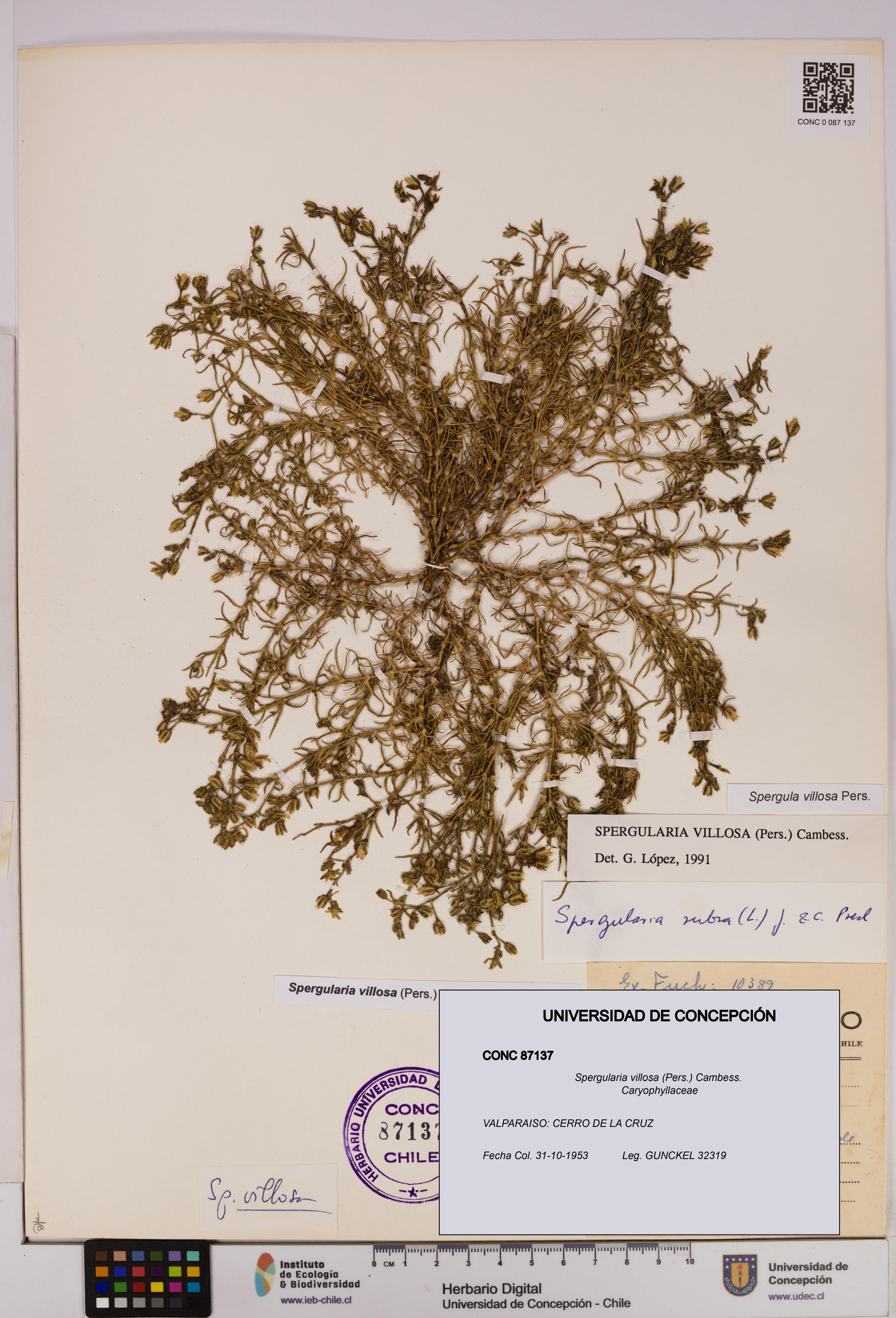 Spergularia villosa [Espécimen: UDEC:CONC:0087137]