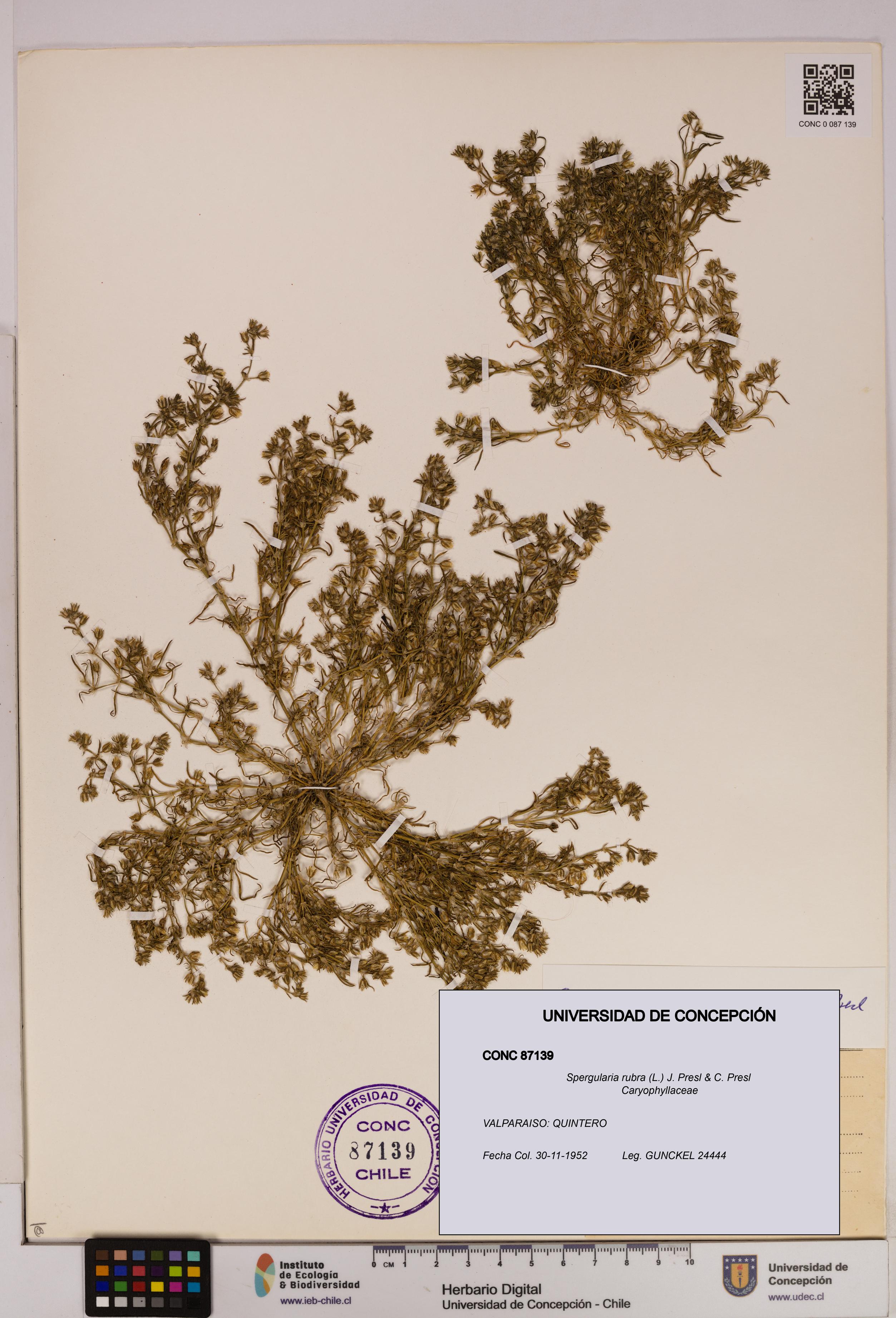 Spergularia rubra [Espécimen: UDEC:CONC:0087139]