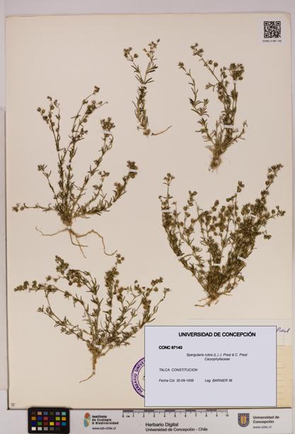 Spergularia rubra [Espécimen: UDEC:CONC:0087140]