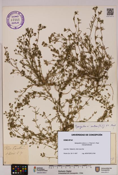 Spergularia rubra [Espécimen: UDEC:CONC:0087141]