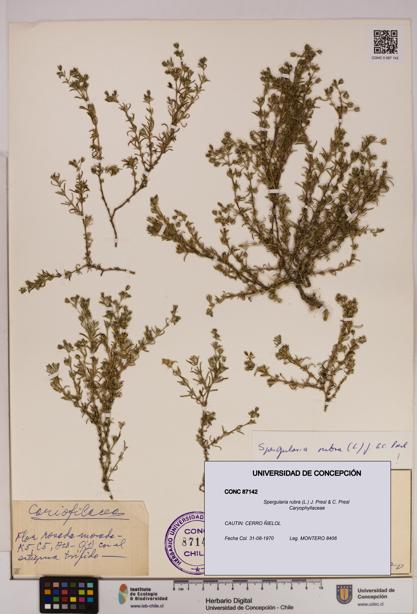 Spergularia rubra [Espécimen: UDEC:CONC:0087142]