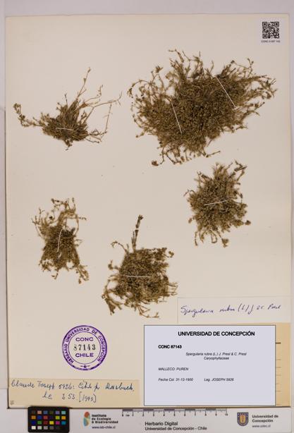 Spergularia rubra [Espécimen: UDEC:CONC:0087143]