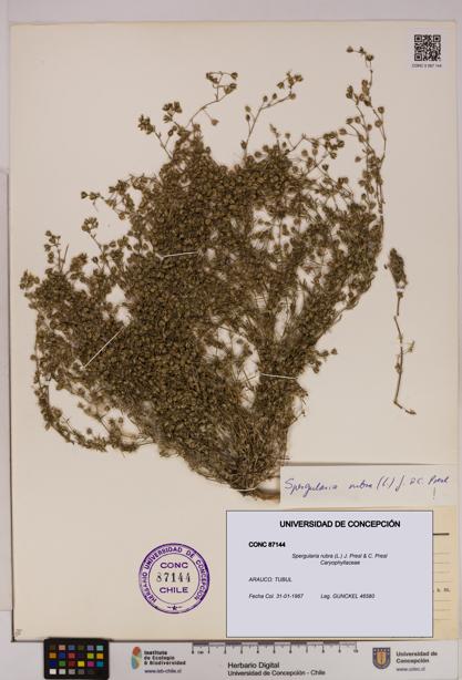 Spergularia rubra [Espécimen: UDEC:CONC:0087144]