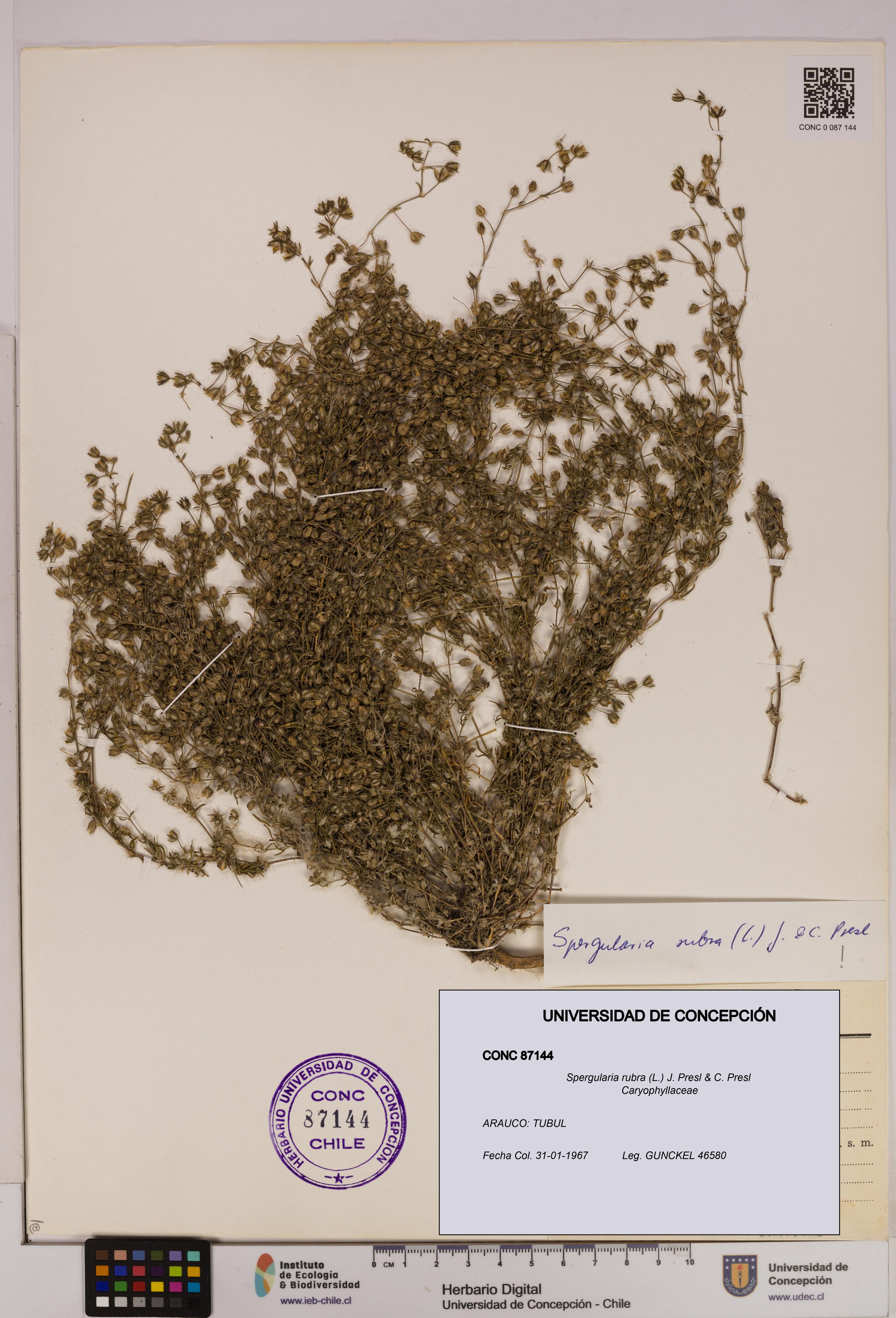 Spergularia rubra [Espécimen: UDEC:CONC:0087144]