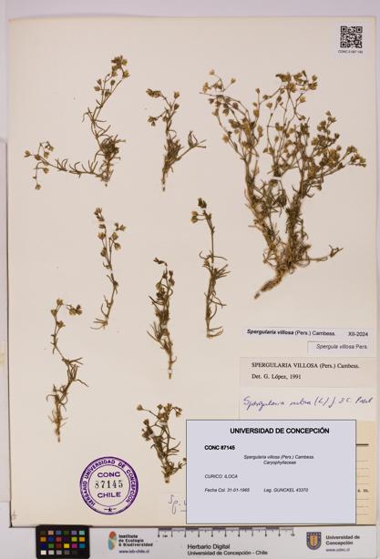 Spergularia villosa [Espécimen: UDEC:CONC:0087145]