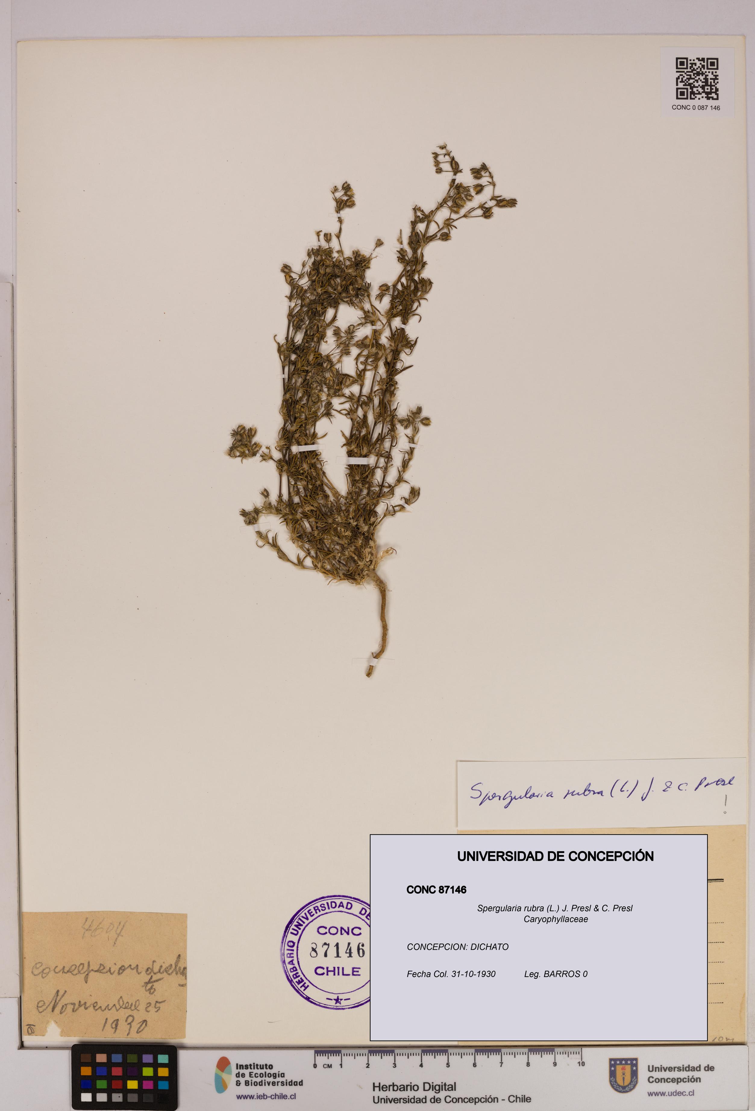 Spergularia rubra [Espécimen: UDEC:CONC:0087146]