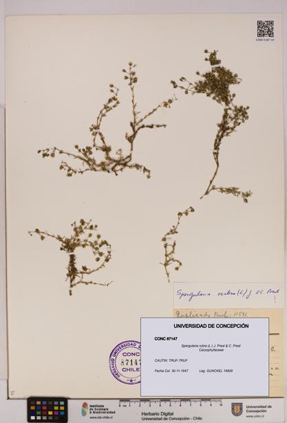 Spergularia rubra [Espécimen: UDEC:CONC:0087147]