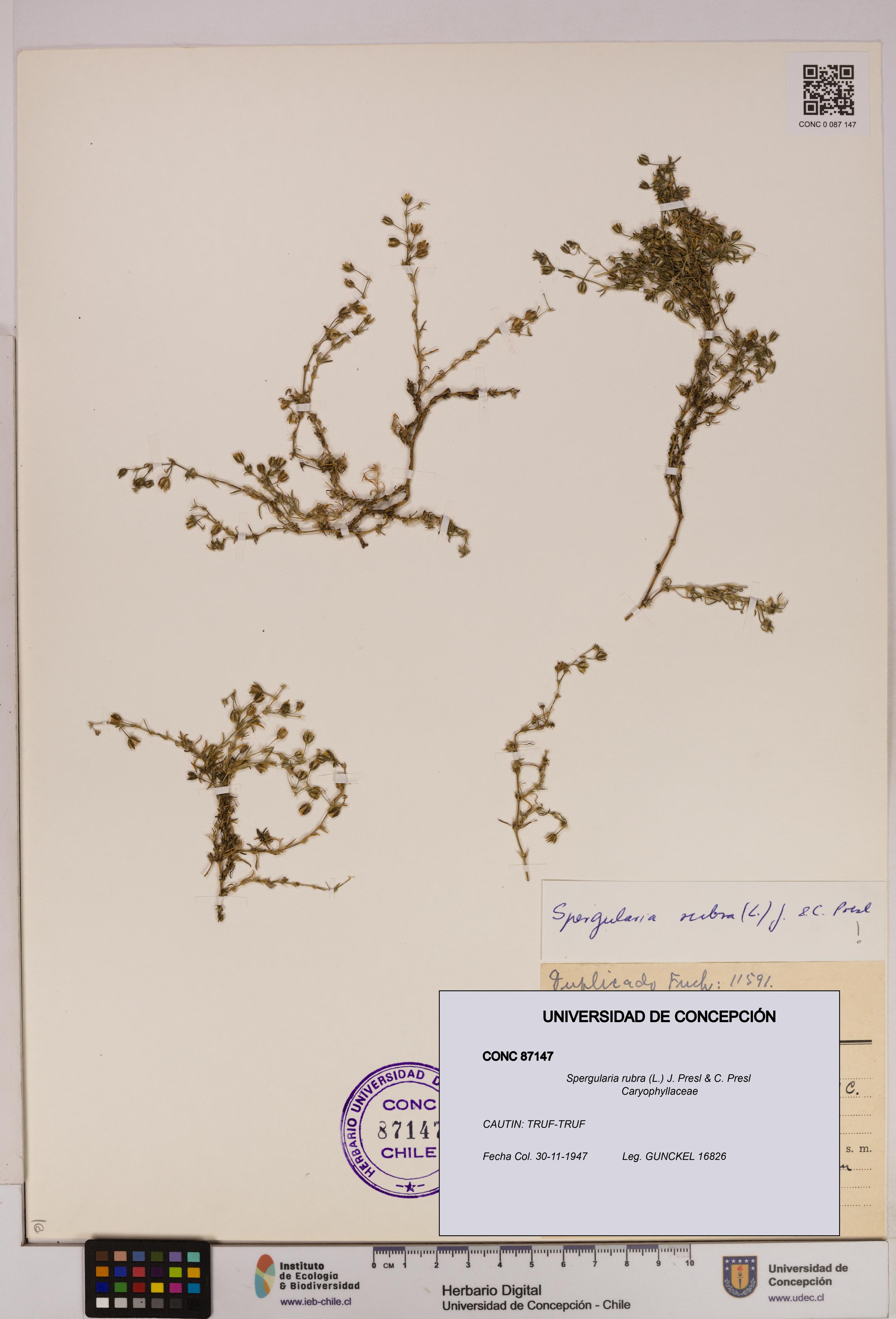 Spergularia rubra [Espécimen: UDEC:CONC:0087147]