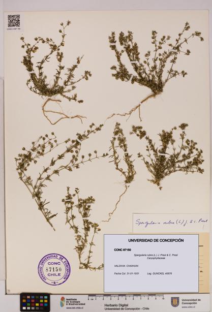 Spergularia rubra [Espécimen: UDEC:CONC:0087150]