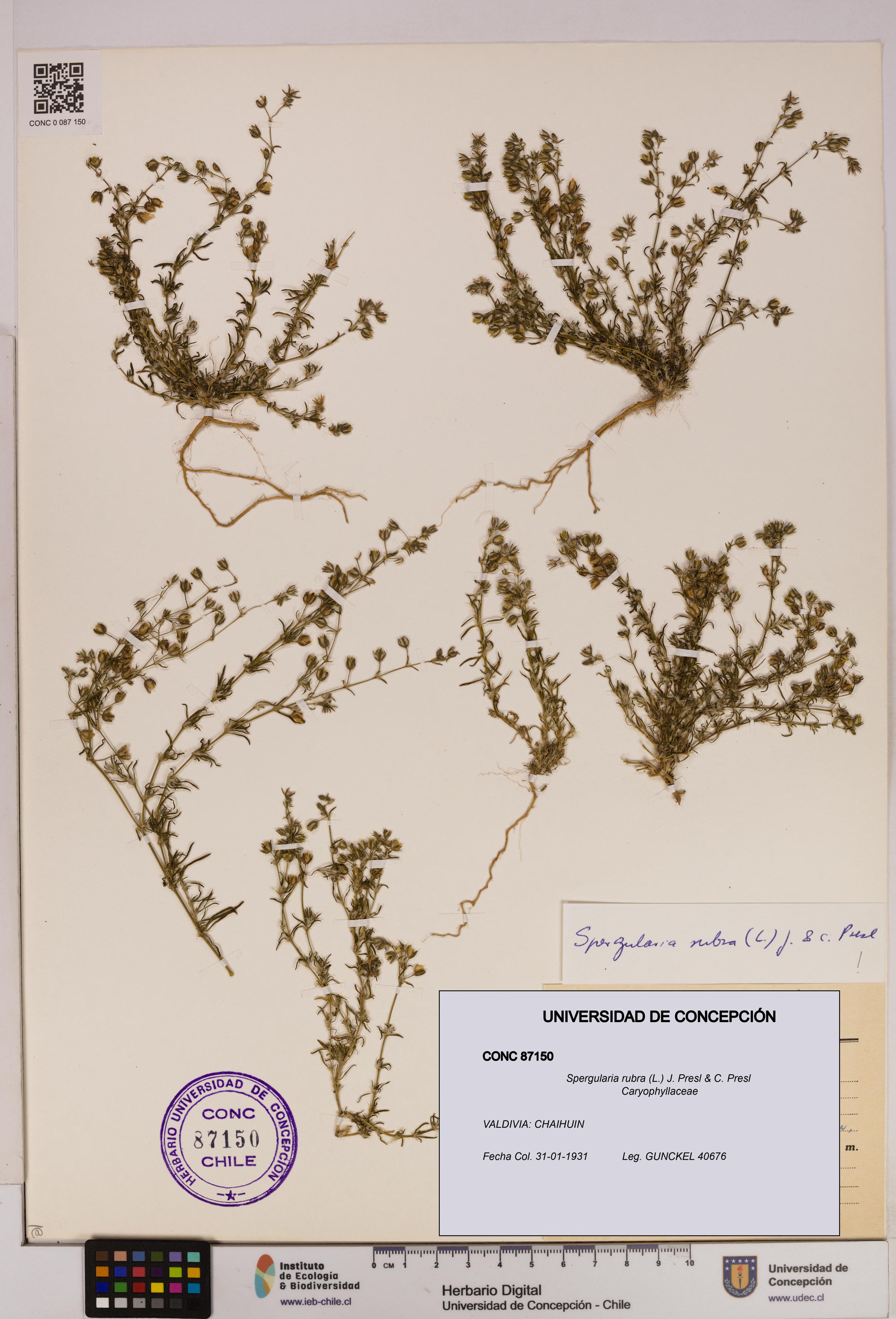 Spergularia rubra [Espécimen: UDEC:CONC:0087150]