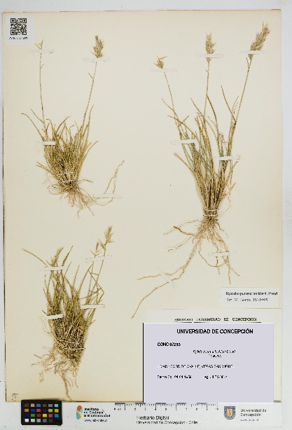 Rytidosperma lechleri [Espécimen: UDEC:CONC:0087293]