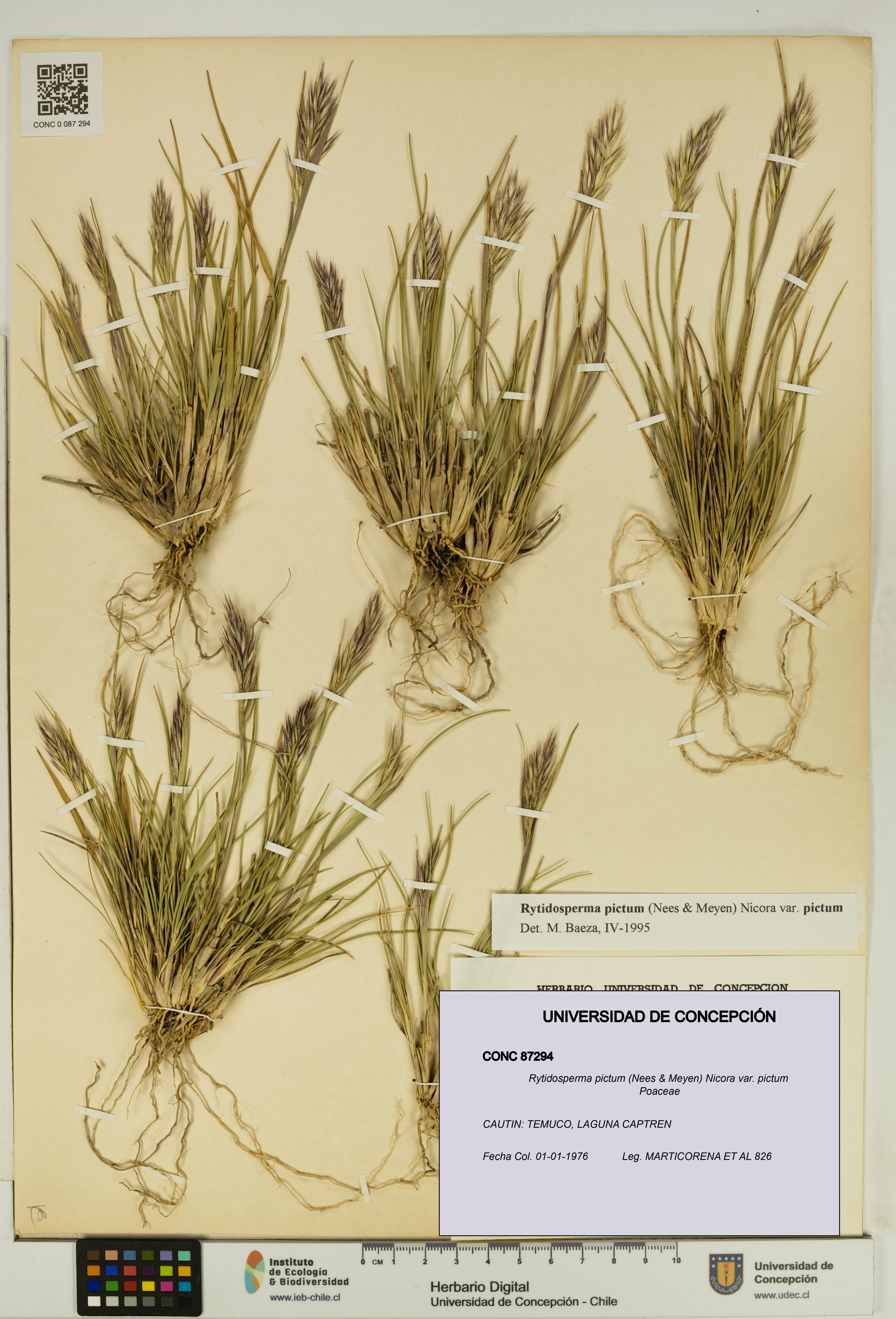 Rytidosperma pictum var. pictum [Espécimen: UDEC:CONC:0087294]