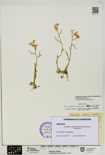 Schizopetalon dentatum [Espécimen: UDEC:CONC:0087413]