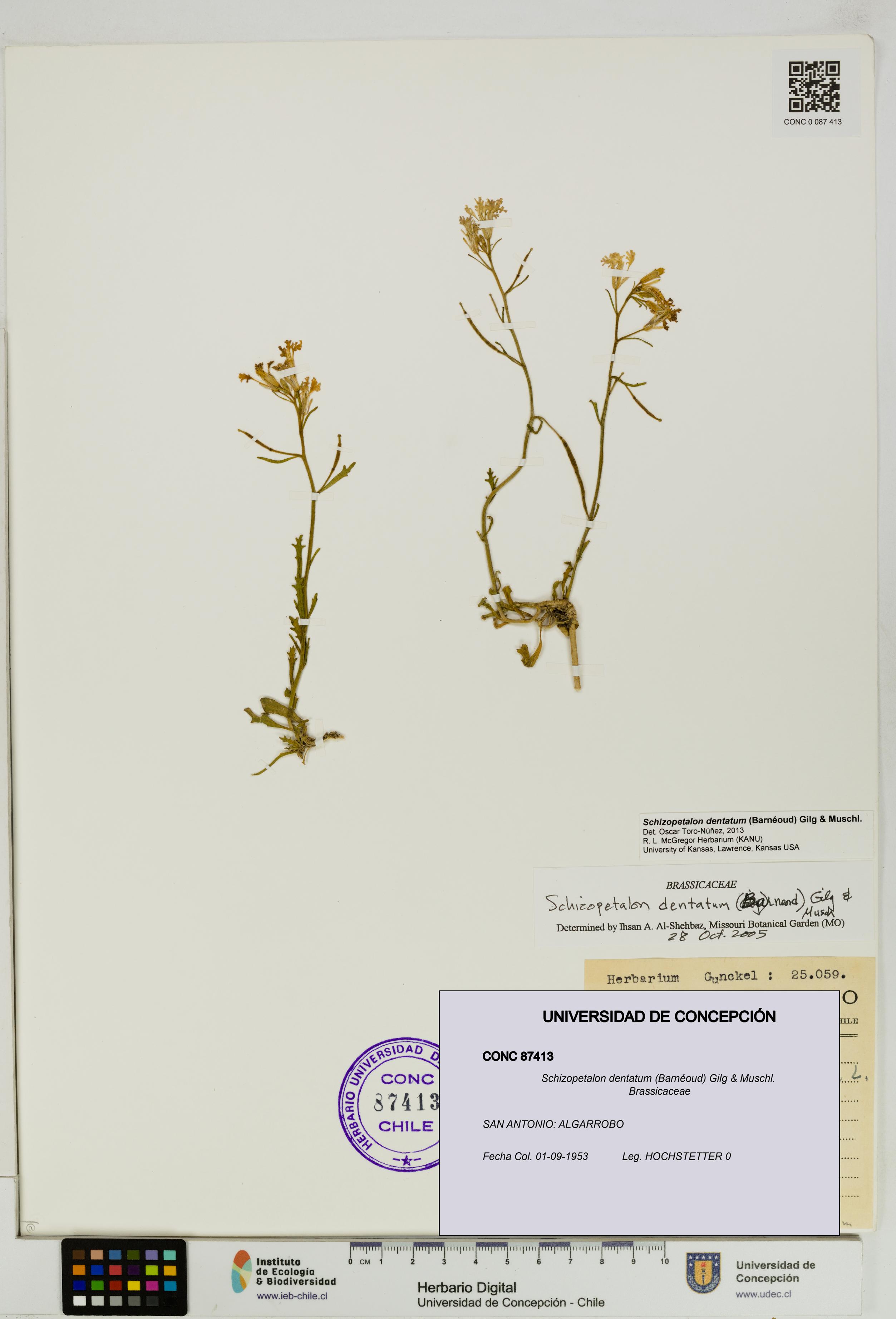 Schizopetalon dentatum [Espécimen: UDEC:CONC:0087413]